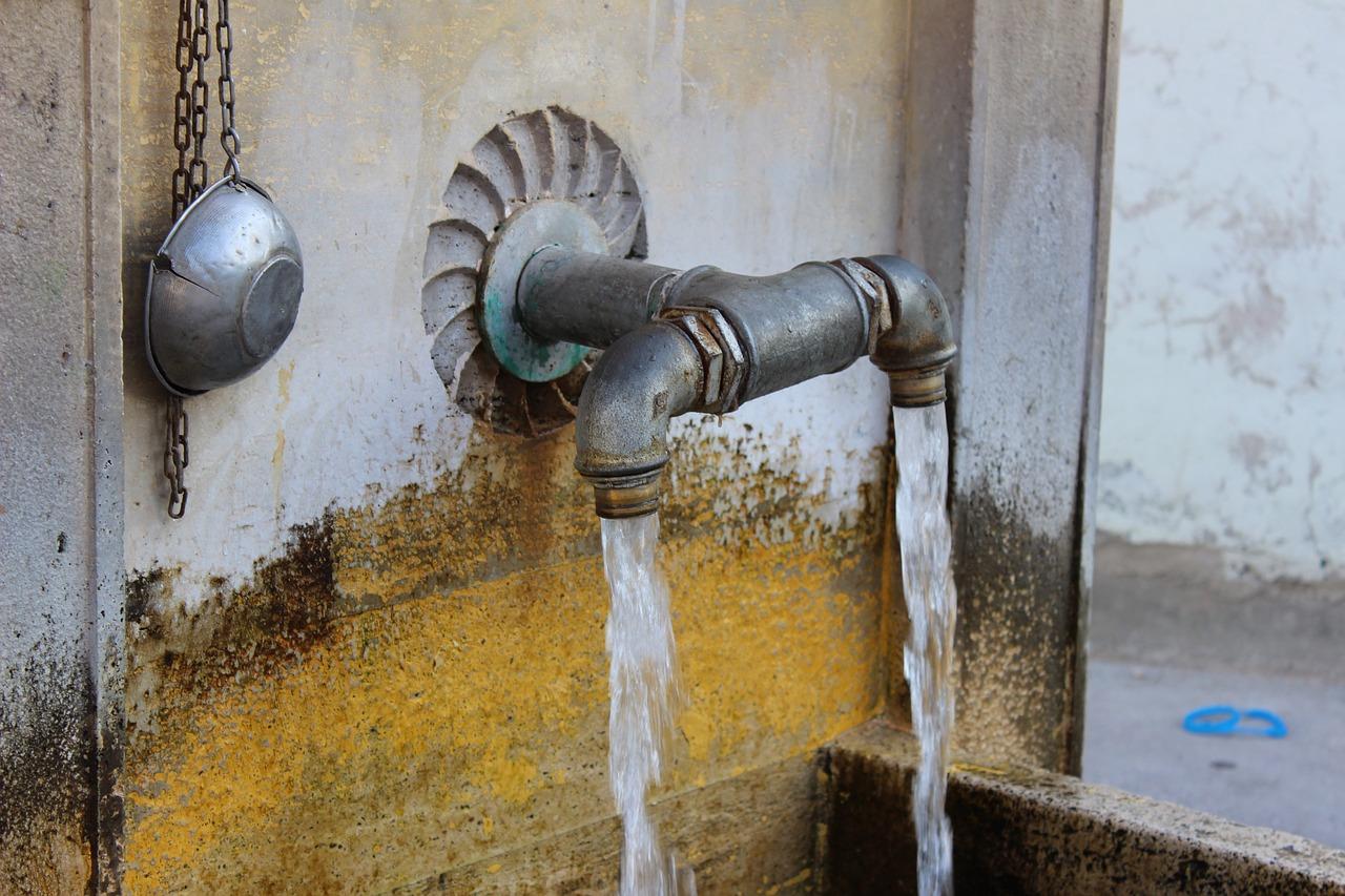 金钗花如何食用方法