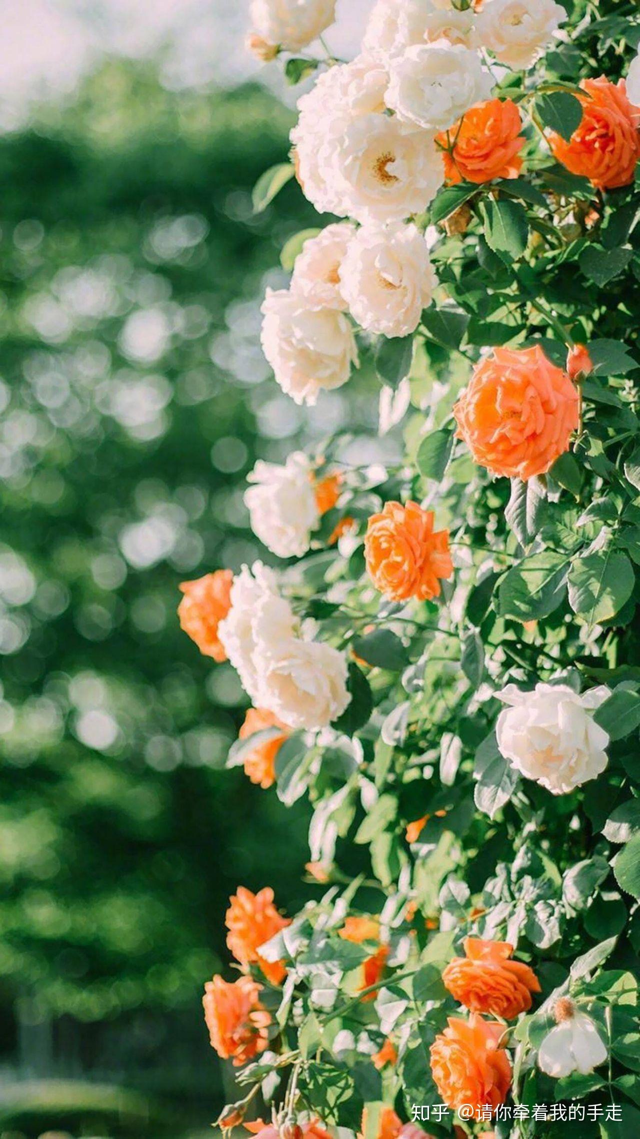 有哪些值得推荐的qq聊天背景照片