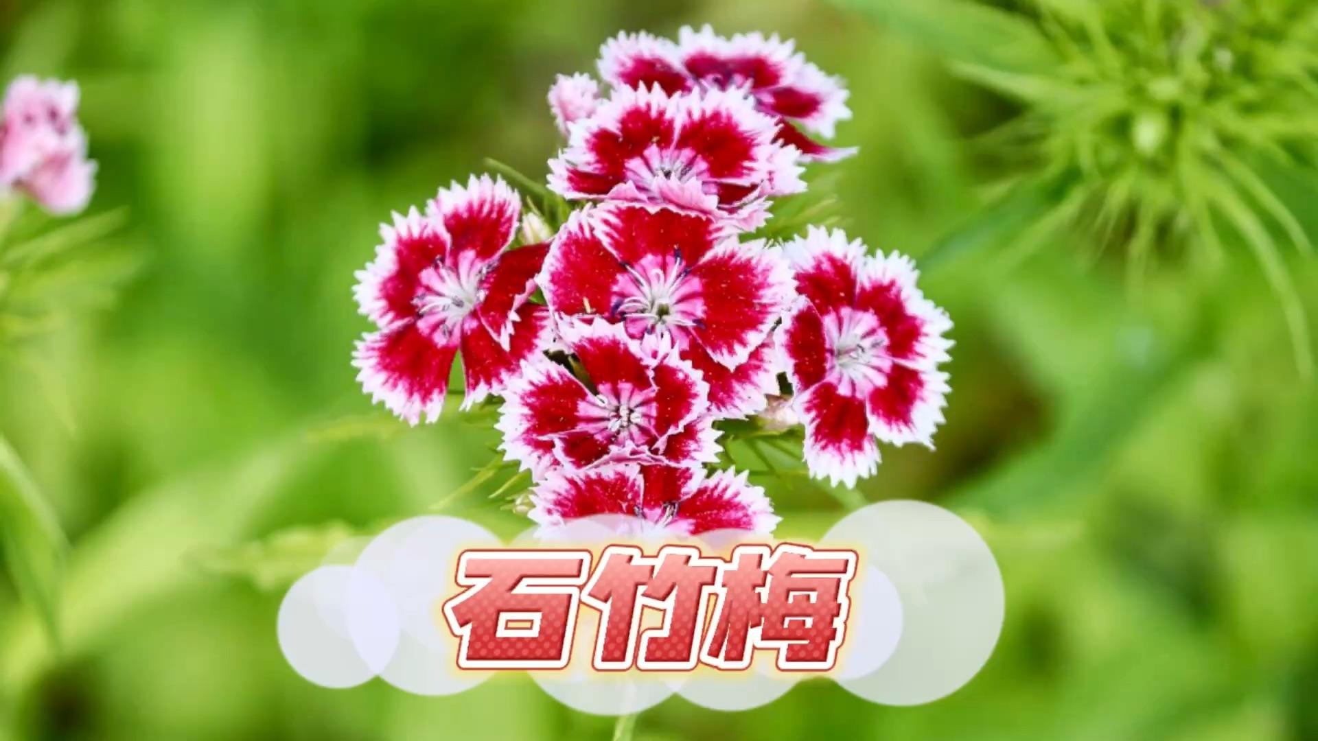 如图这花是相思梅还是石竹