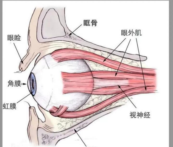 眼部骨骼结构图解图片