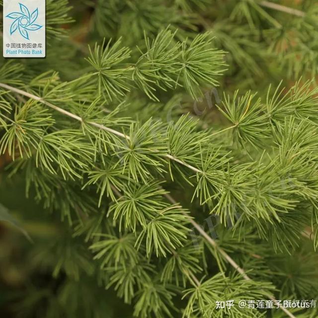 中药松针 - 知乎