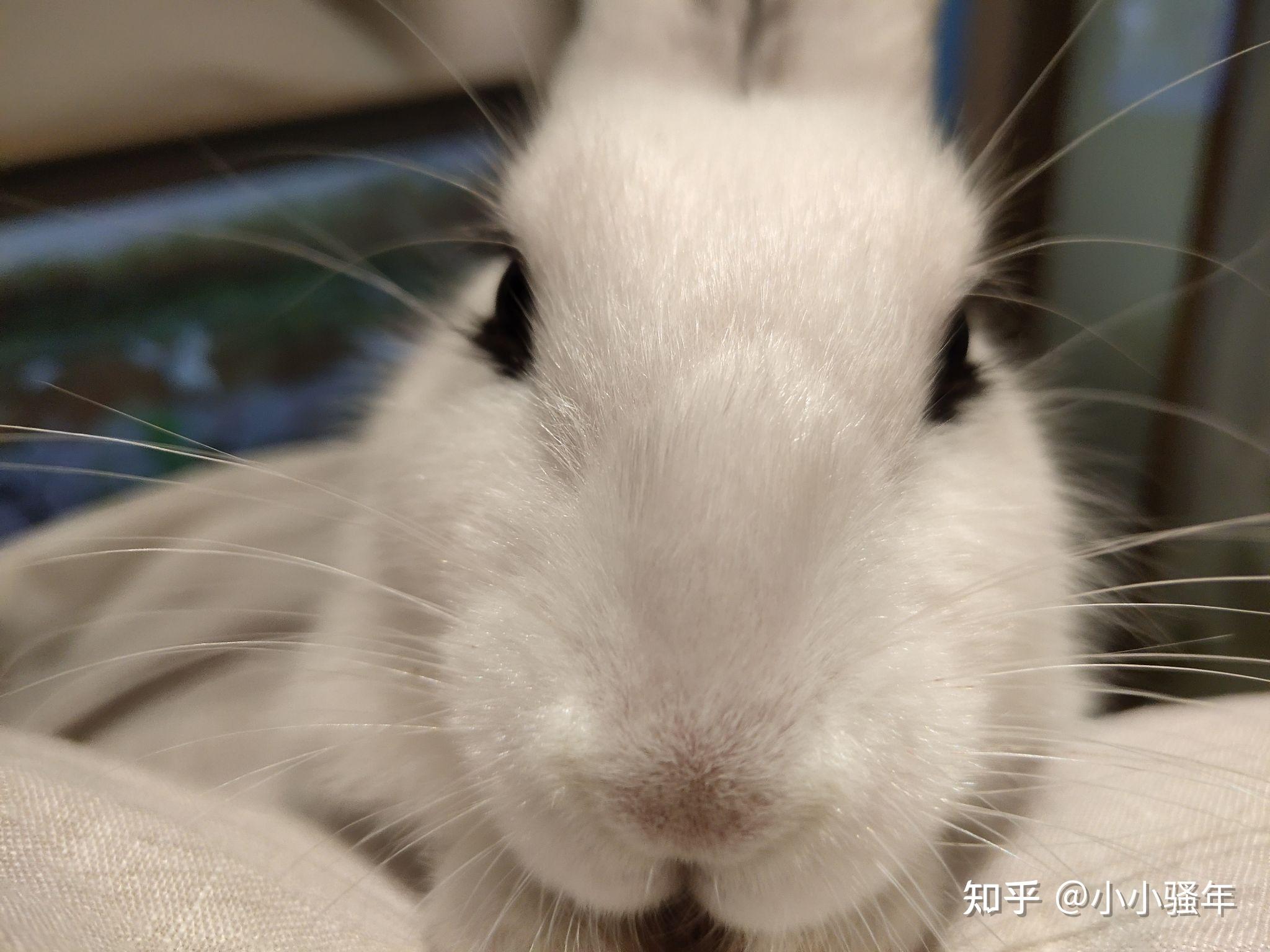 兔子的颜值可以多高? - 知乎