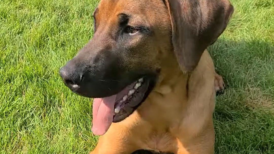 南非猎狮犬罗德西亚脊背犬