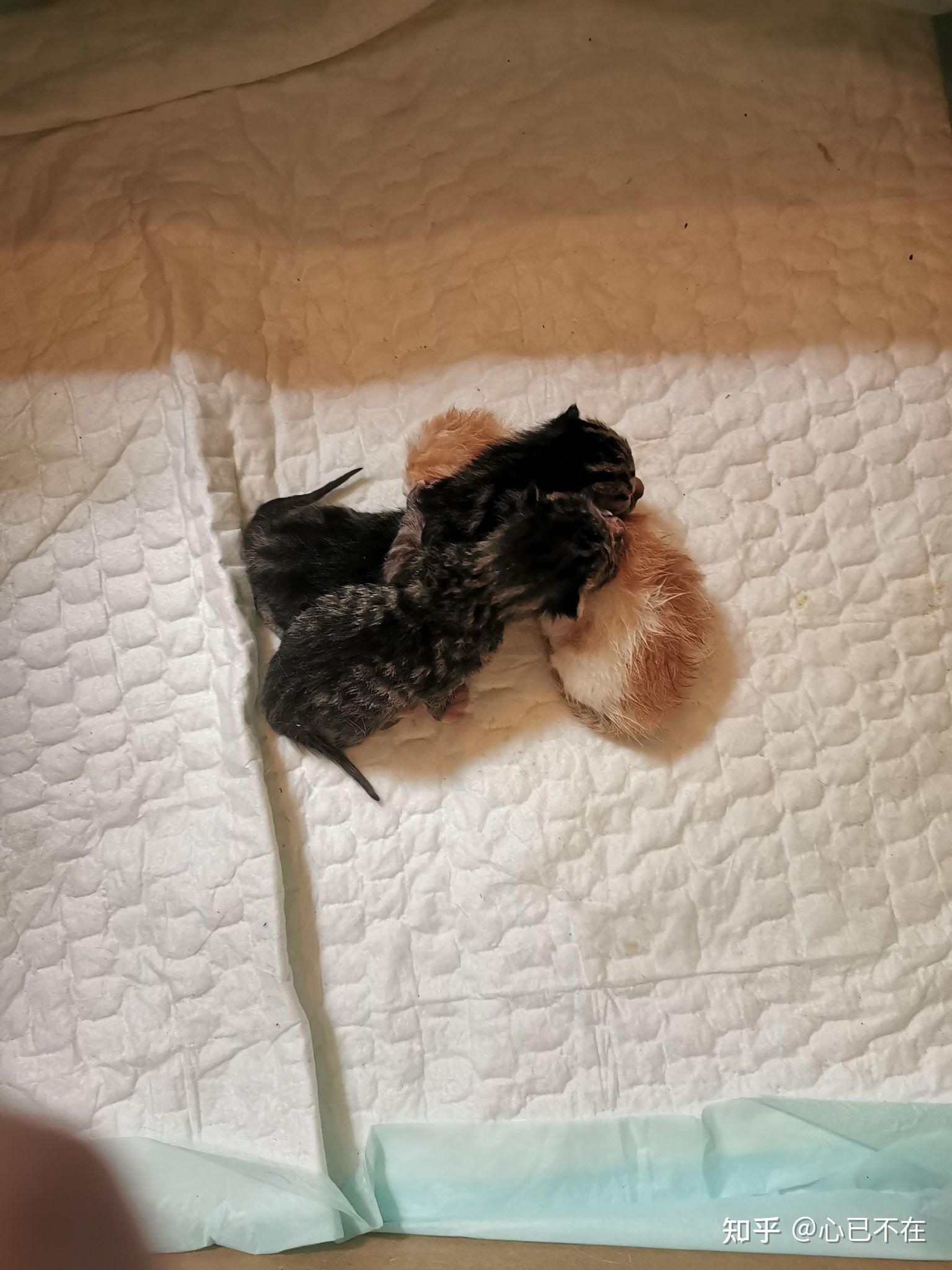 蓝猫爸爸和狸花猫妈妈生出来的孩子长什么样