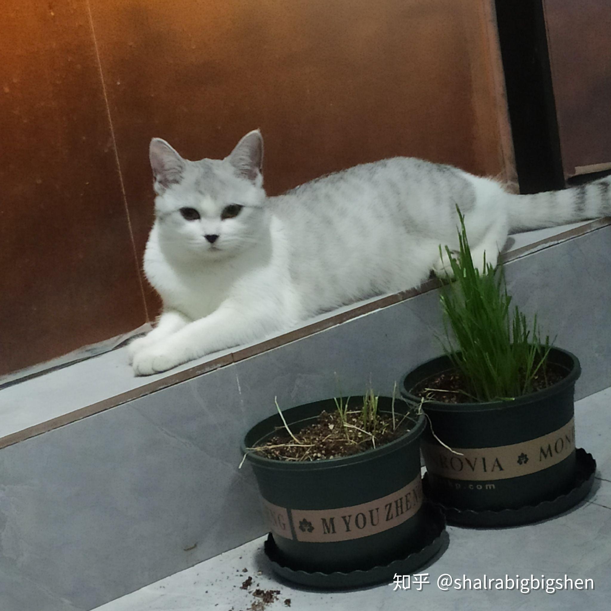 银渐层和狸花猫配出来是个什么样子