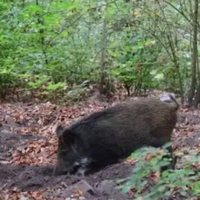 网传库布齐沙漠 10 万黑猪让沙漠变绿洲，林草局回应全域禁牧，具体情况如何？「放猪治沙」的方式真的存在吗？