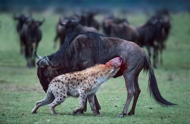 如何评价非洲二哥鬣狗的掏肛绝技