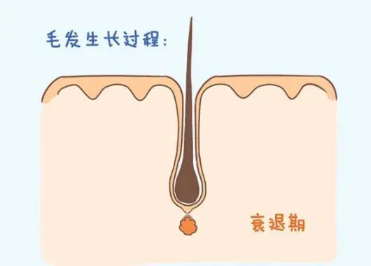 就想知道体毛是不是真的越刮越长越粗越多？ - 知乎