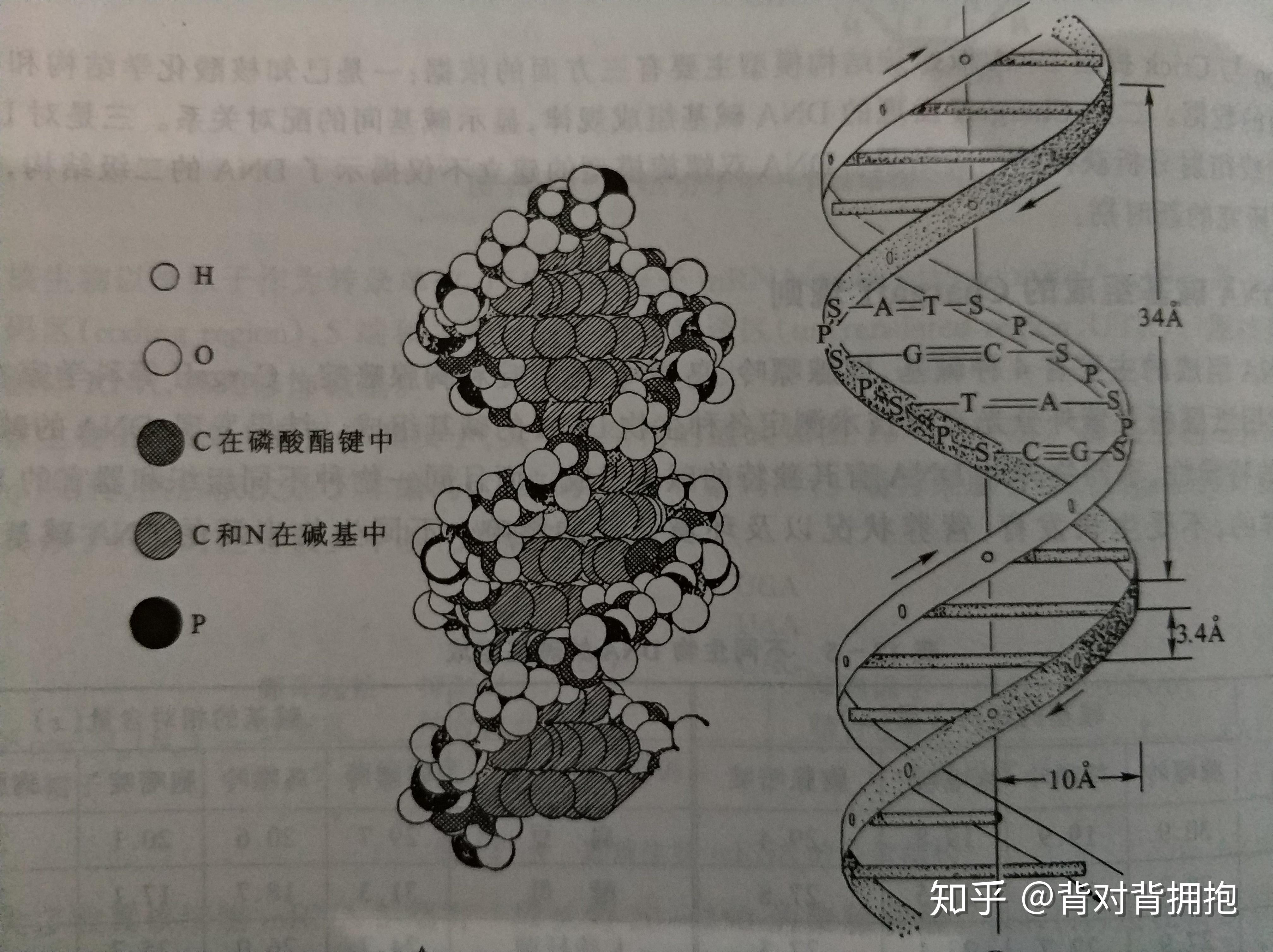 dna结构图制作图片