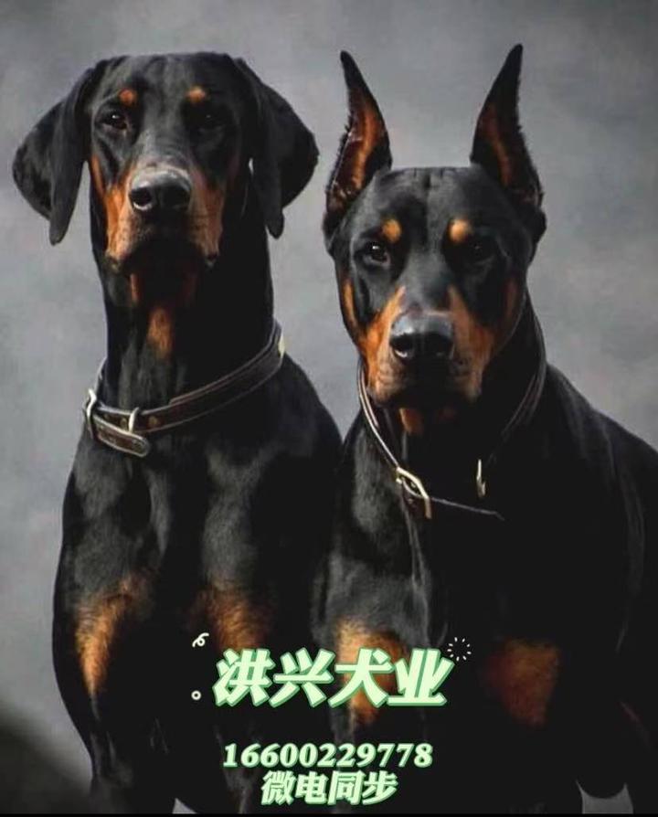 杜宾犬价格纯种杜宾犬多少钱一只 知乎