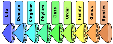 Topic 5.3 Classification of biodiversity （物种分类） - 知乎
