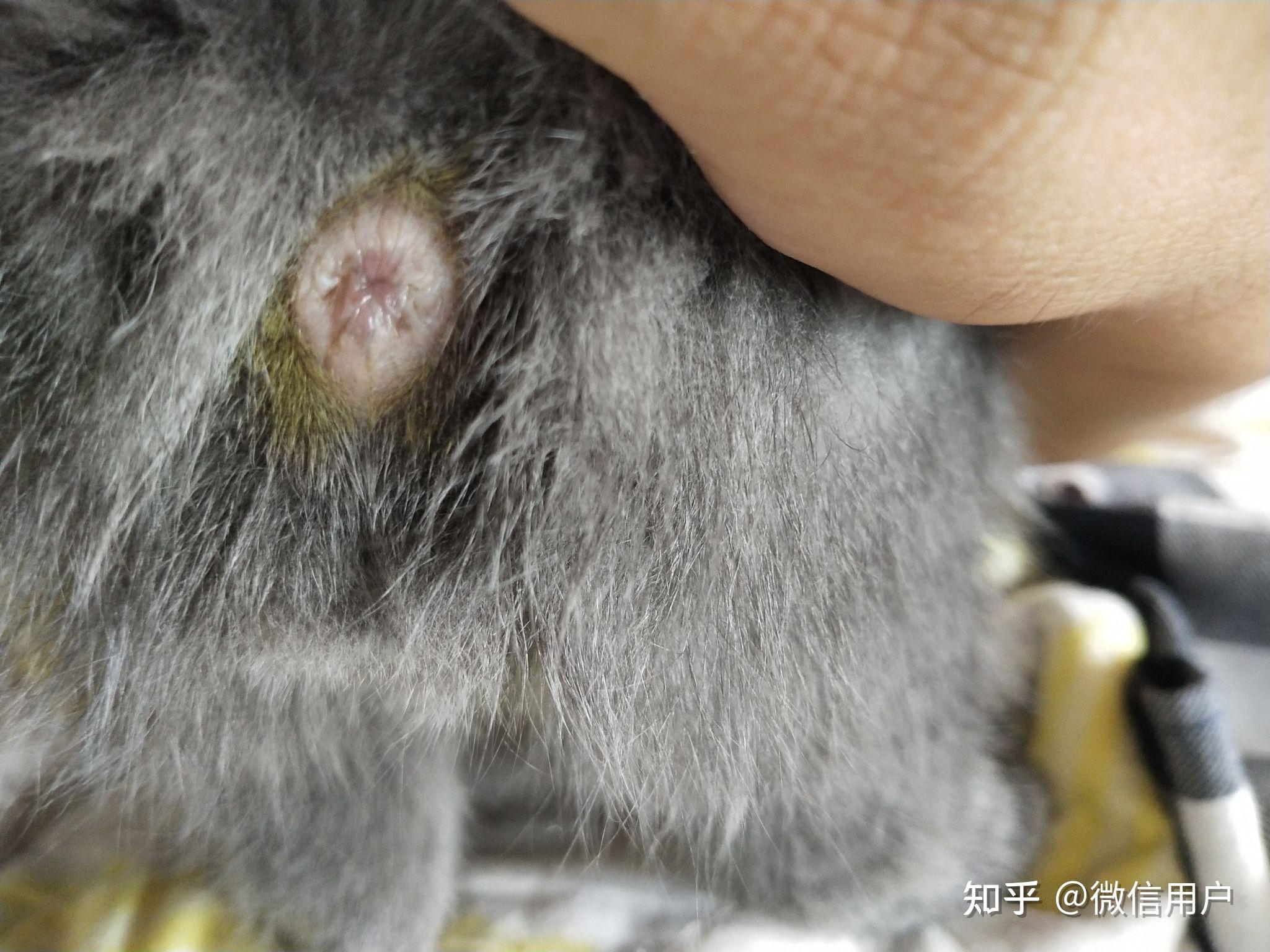 小奶猫肛门有一点外突要不要紧