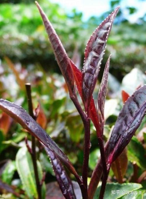 云南紫芽普洱茶与普通普洱茶有何区别?