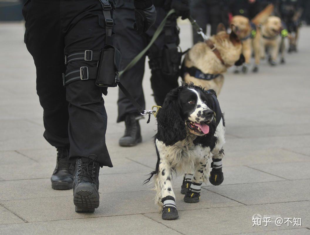 为什么不用智商排第一的边牧做警犬