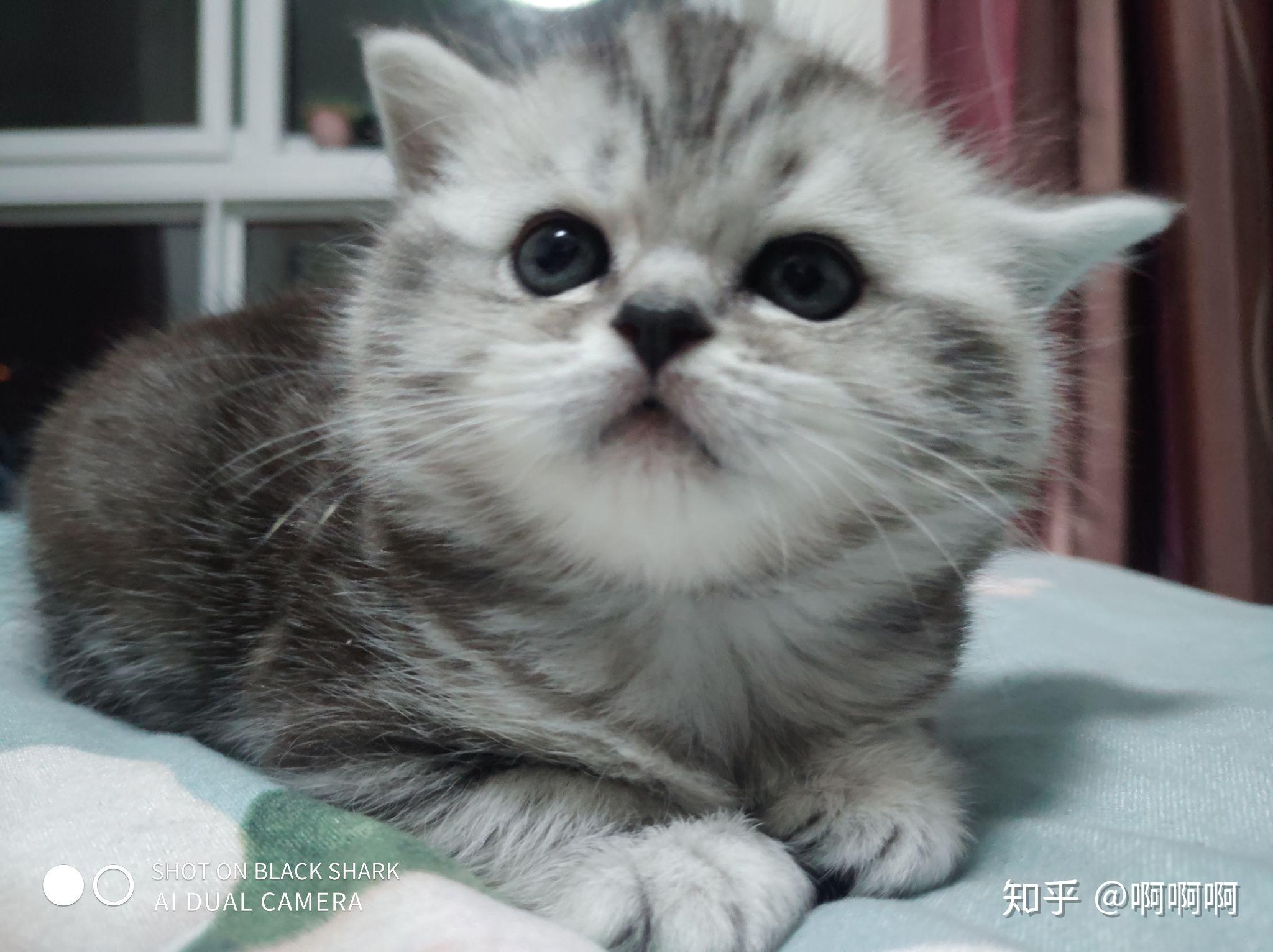 银渐层配蓝猫? - 知乎