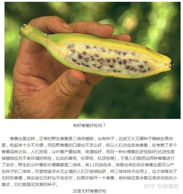 香蕉是天然的三倍体那最开始香蕉是如何繁殖后代