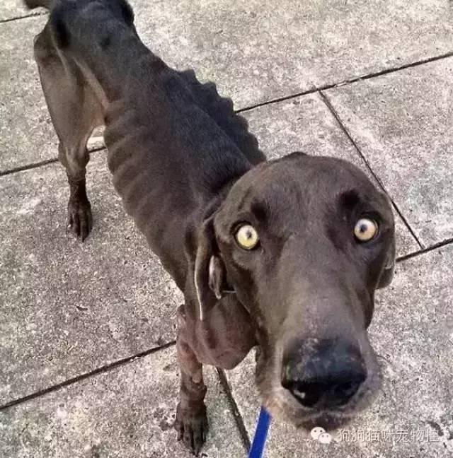 天啊这只流浪狗竟然饿得瘦成了这样