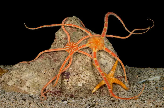 mrbetデポジットボーナスなし