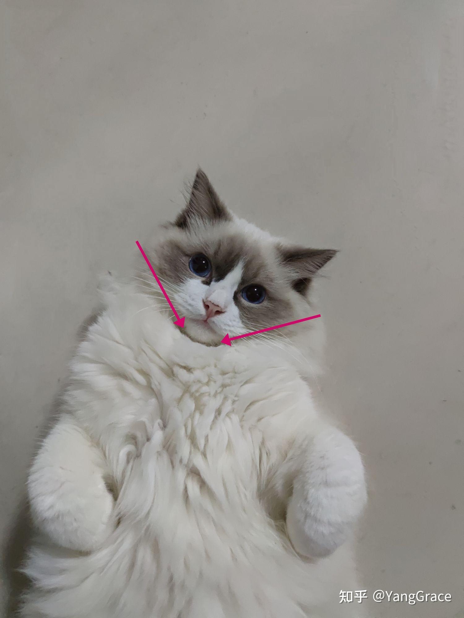 我家布偶三个半月尖嘴猴腮以后还会爆毛么