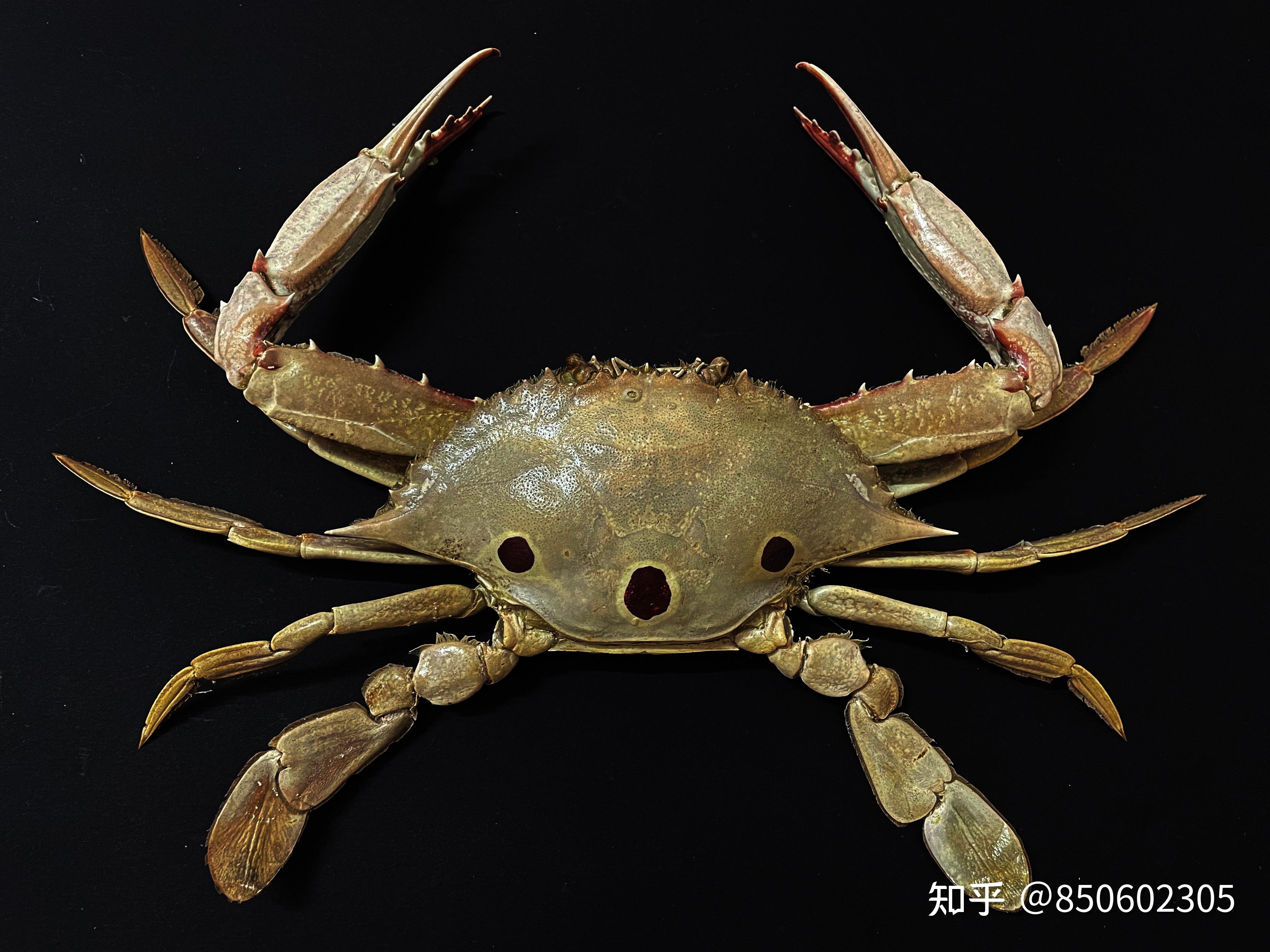 广州的花蟹和三目蟹有区别吗,是两种品类还是花蟹包括三目蟹?