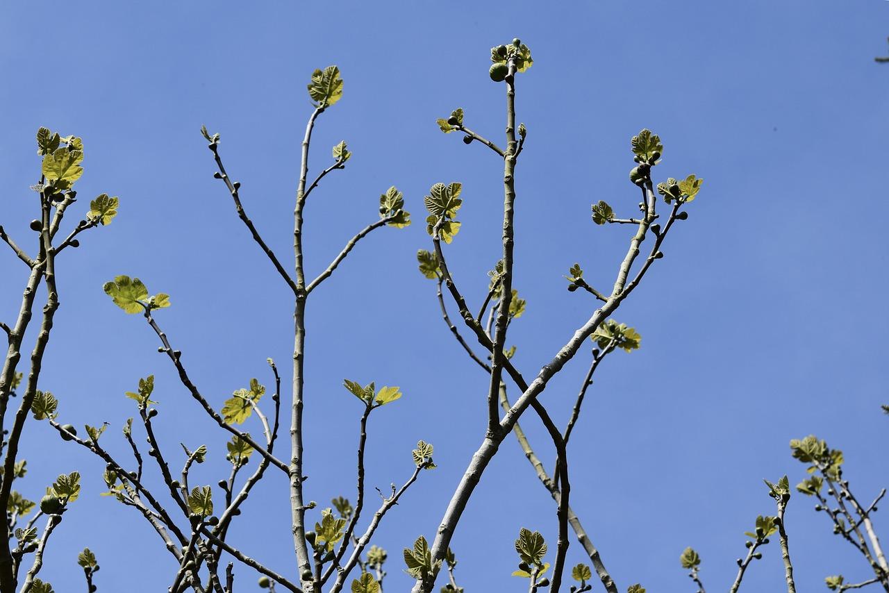 七叶树结果周期