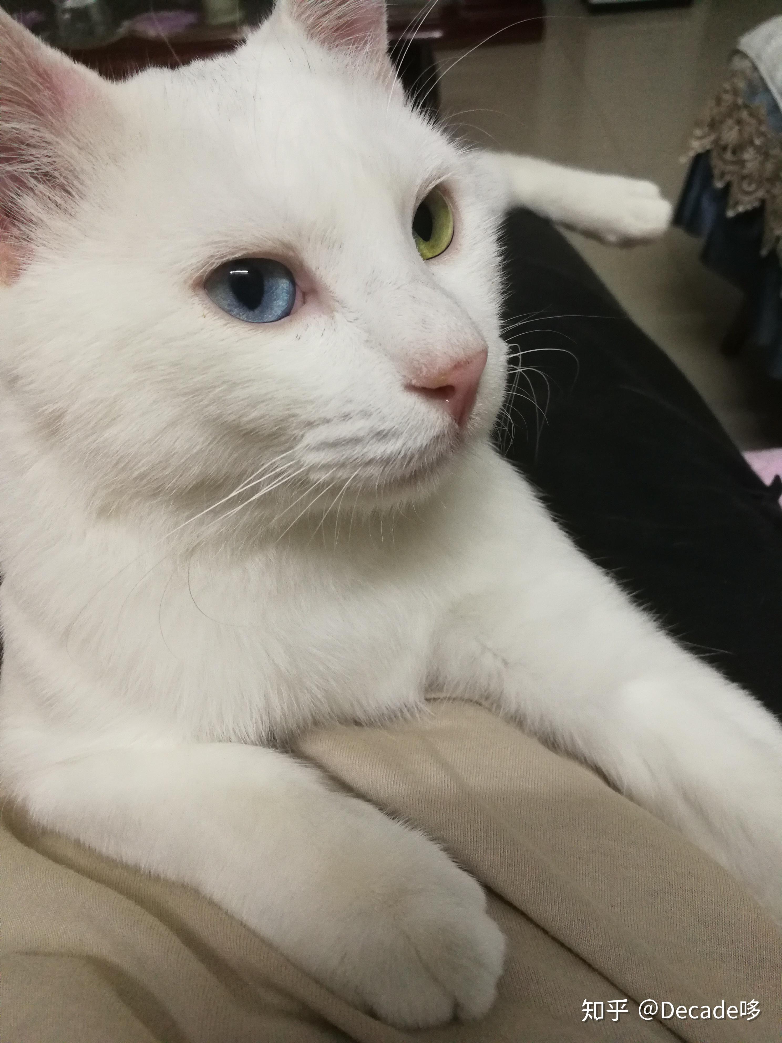 英短异瞳白猫罕见吗? 