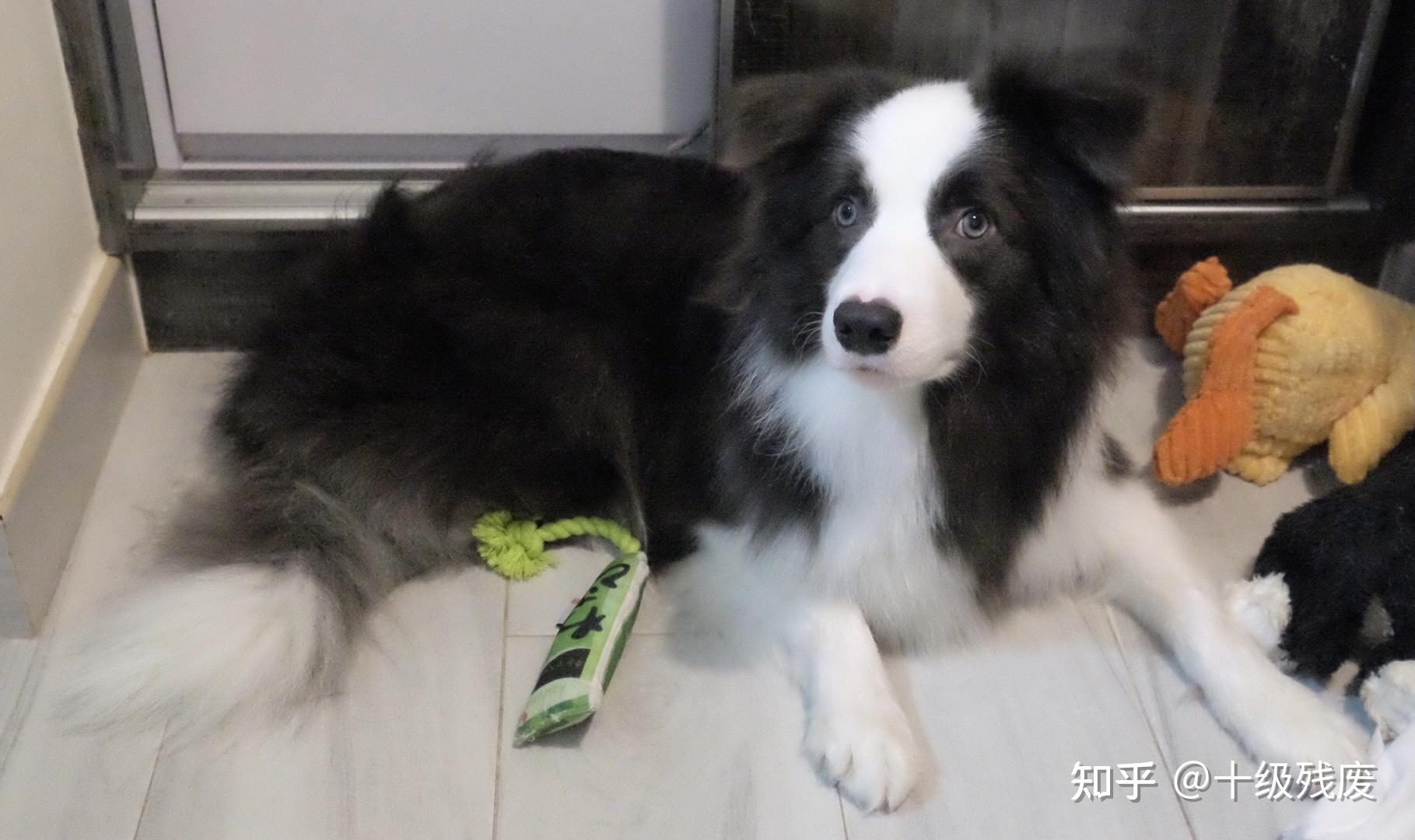 蓝白边牧长大了是什么样子的? - 知乎