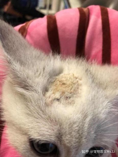 猫癣是什么样子