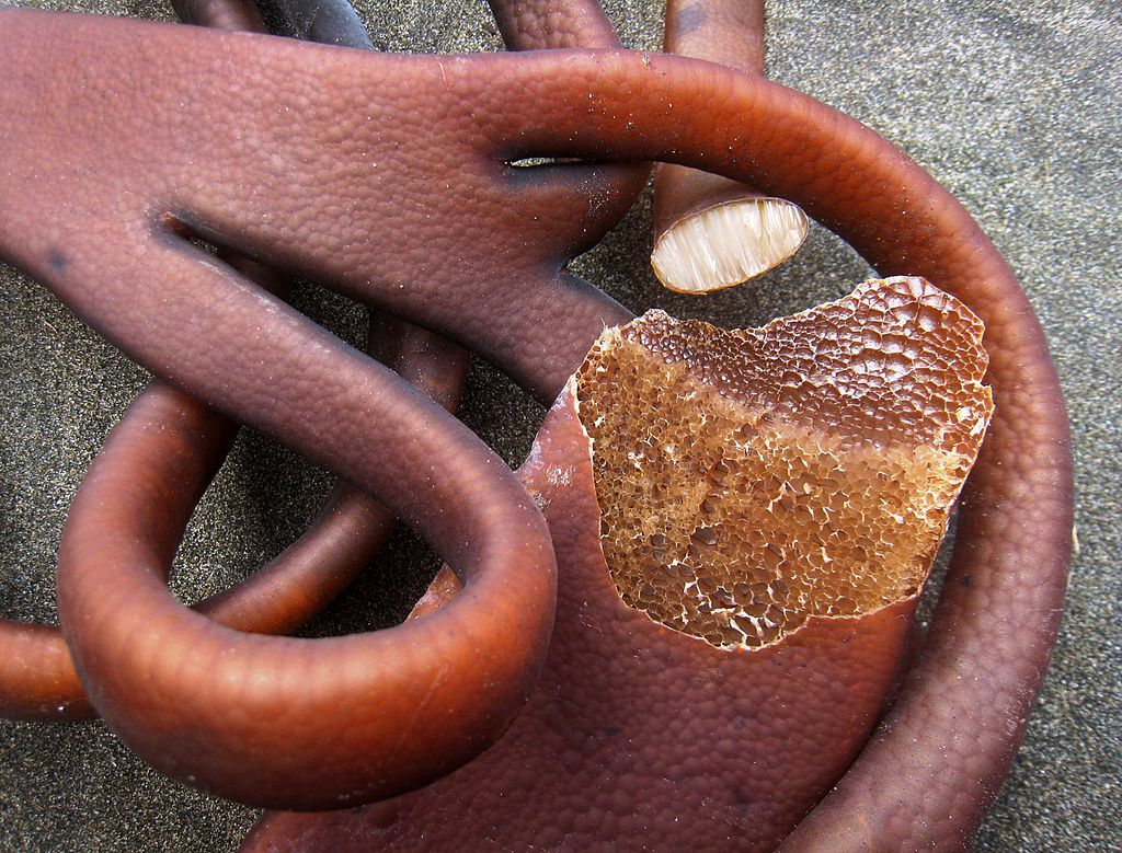 新鲜海笋长什么样子?