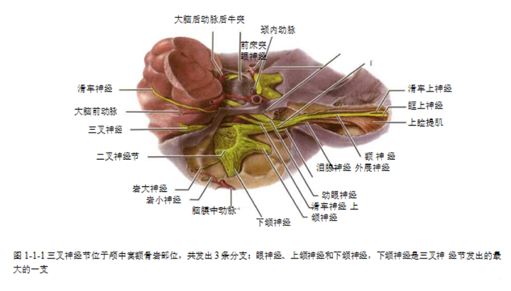 医美干货 | 眼周-眼神经阻滞麻解剖详解 - 知乎