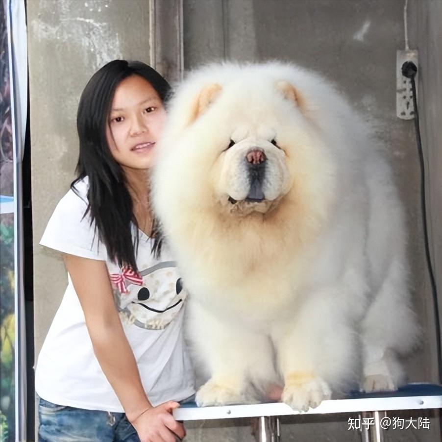 松狮犬为何多人养?4大优点,让你忘不了! - 知乎