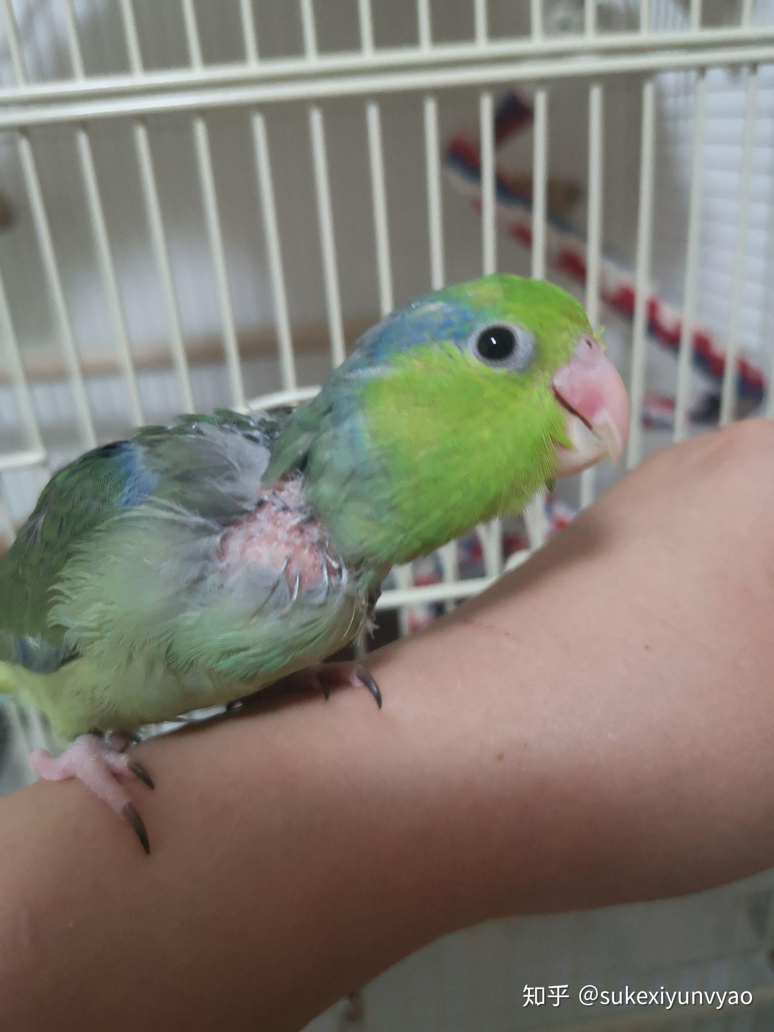 一公一母黄云斑 ,放在笼里养了一周,每天换水添食就是养不熟,怎么办?