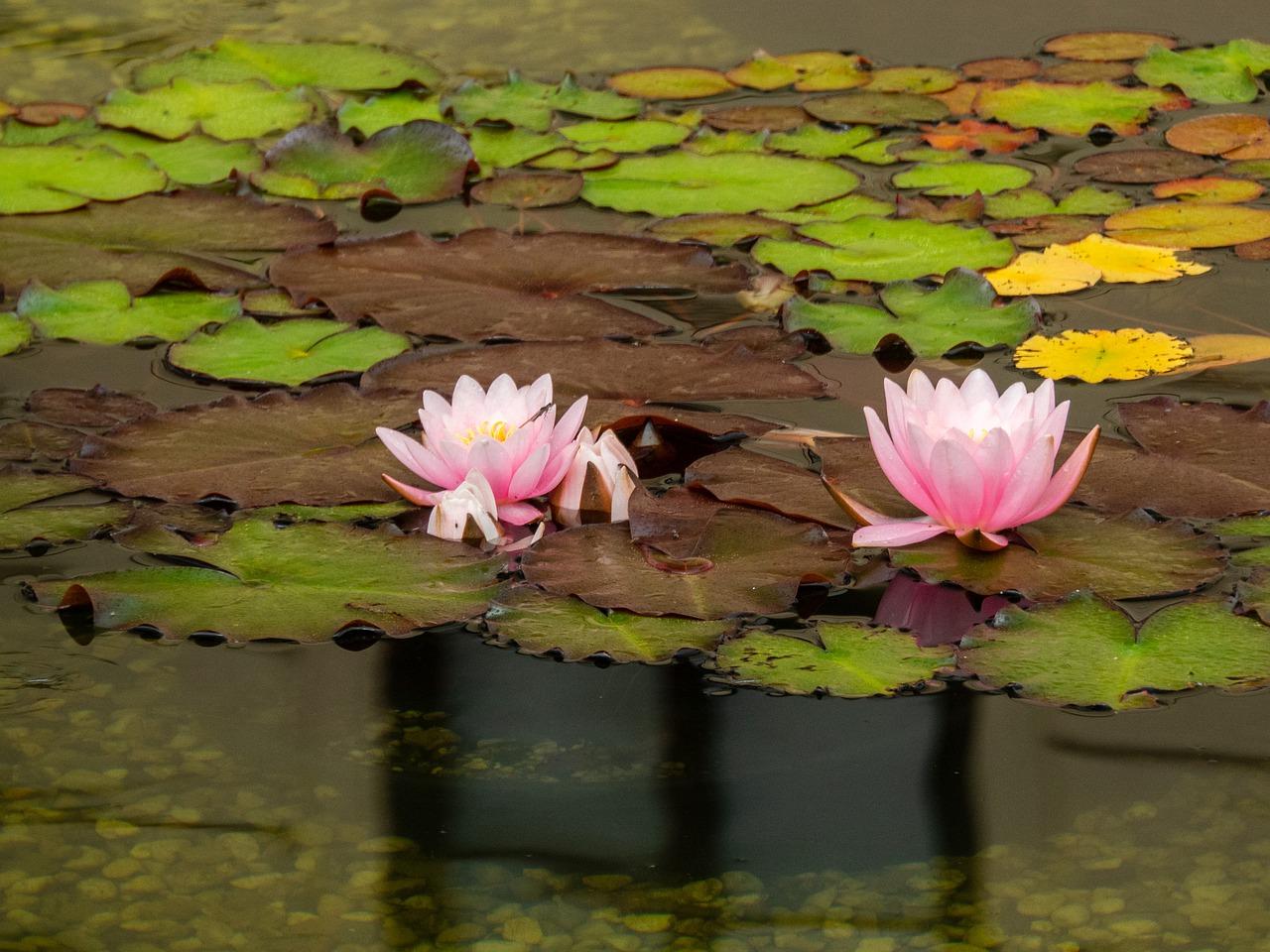 4. 培养基配方优化