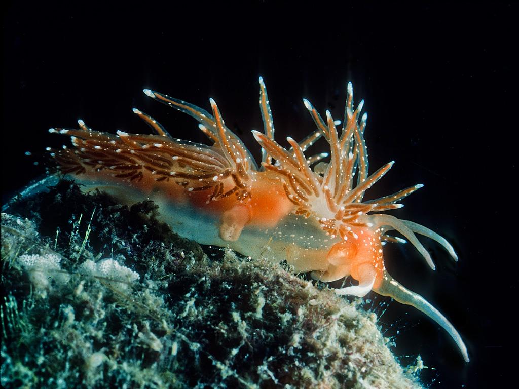 有哪些比较萌的深海动物? - 知乎