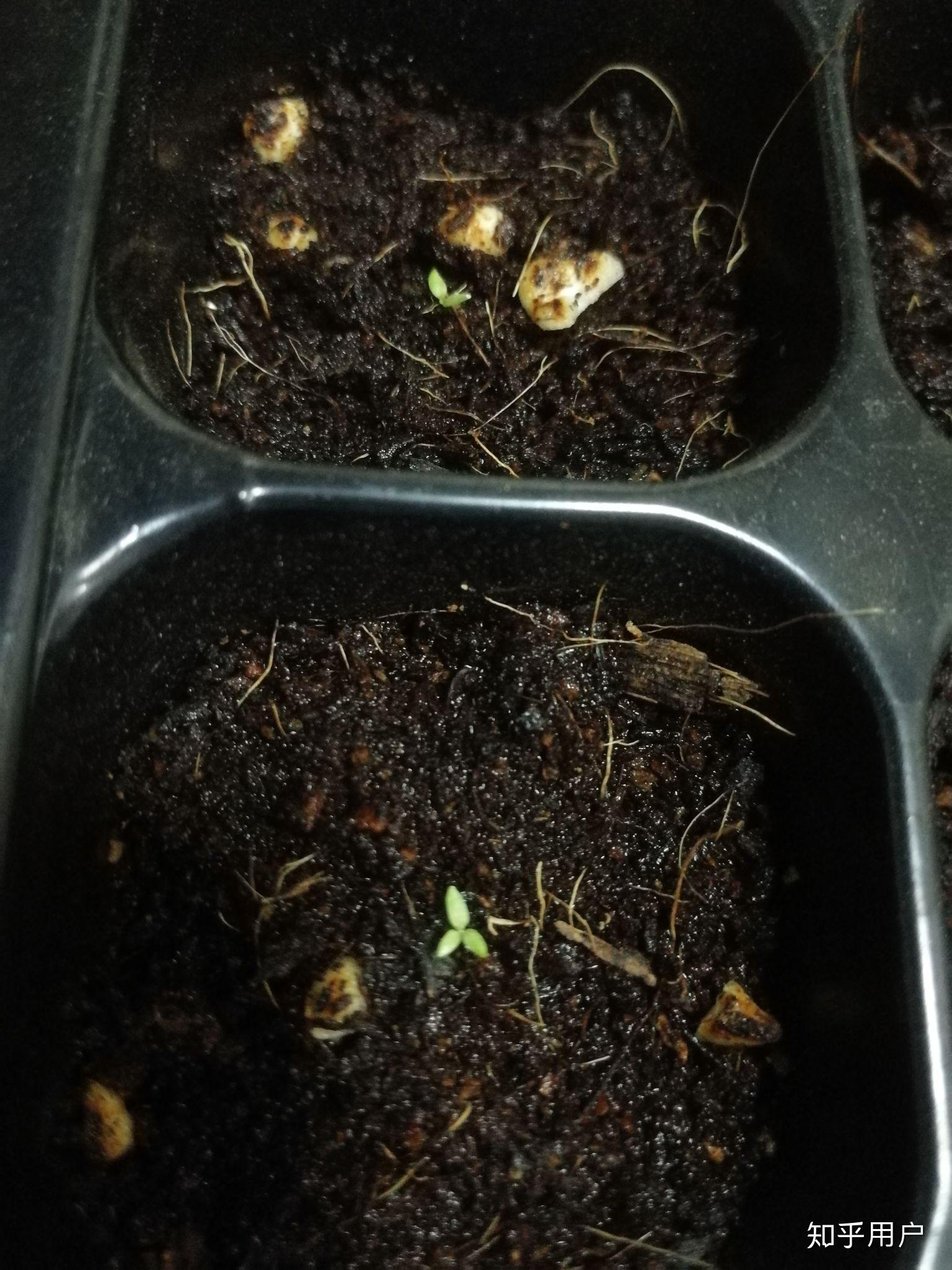 最近种的洋桔梗发芽了,需要拿到室外吗? - 知乎