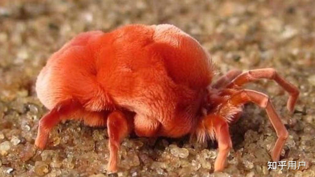 这个在非洲发现红色的虫子是什么