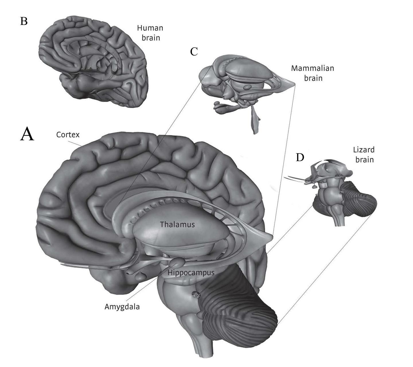 人类有三个大脑? ——有趣的Triune Brain假说 - 知乎