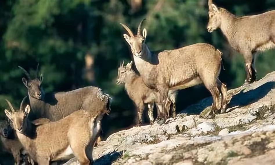 澳大利亚山羊泛滥人们为何不将它们吃掉