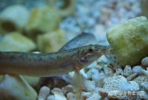 泥鳅究竟是一类什么动物? - 知乎