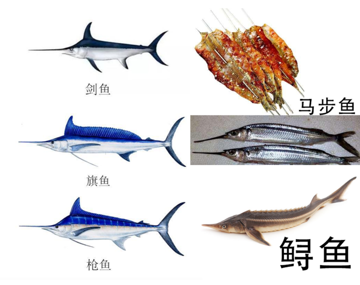 山东大集上的金枪鱼到底是什么鱼?真的能吃吗? - 知乎