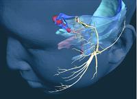 面神经的味觉检查