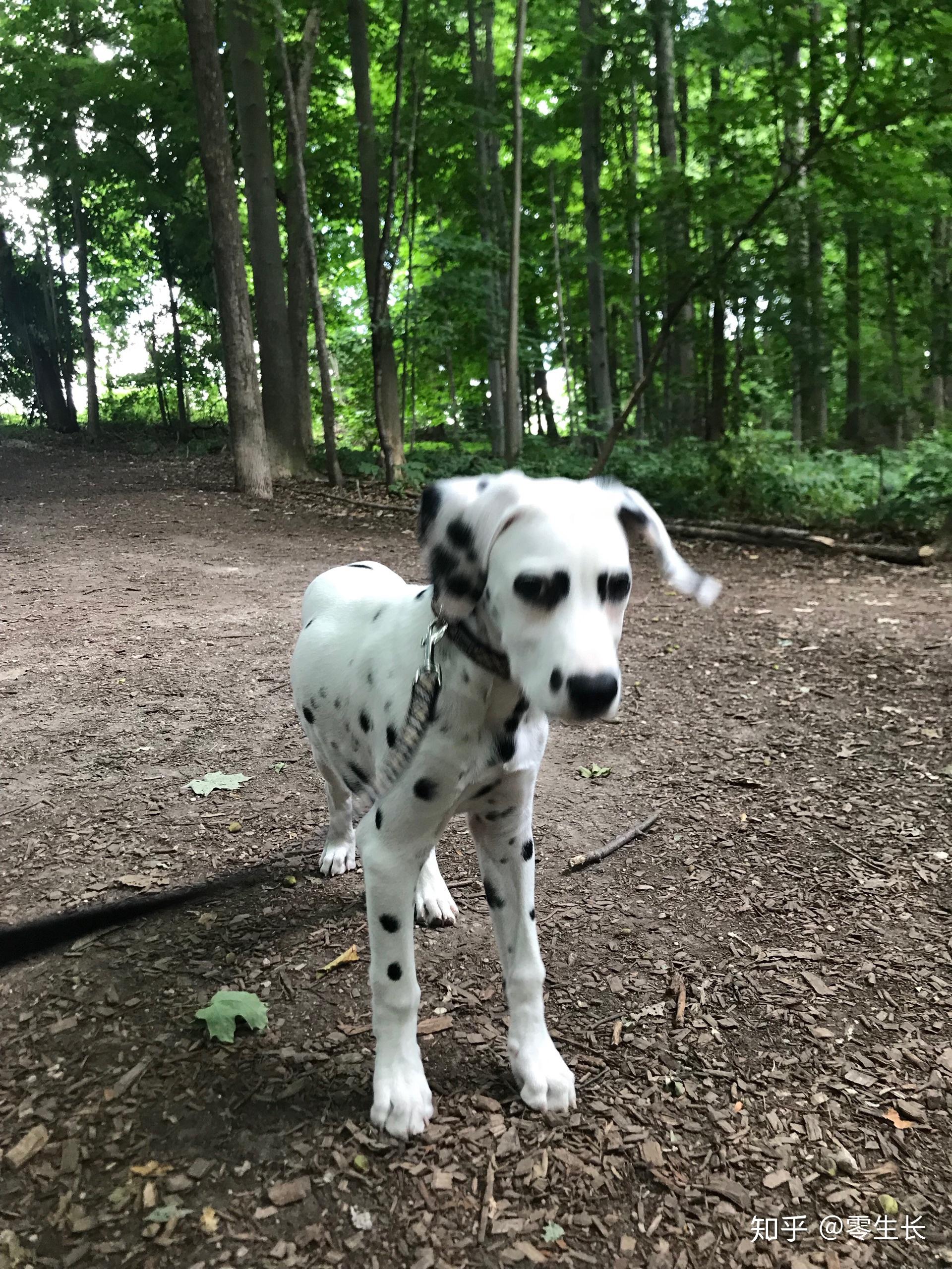 大麦町犬为什么禁养图片