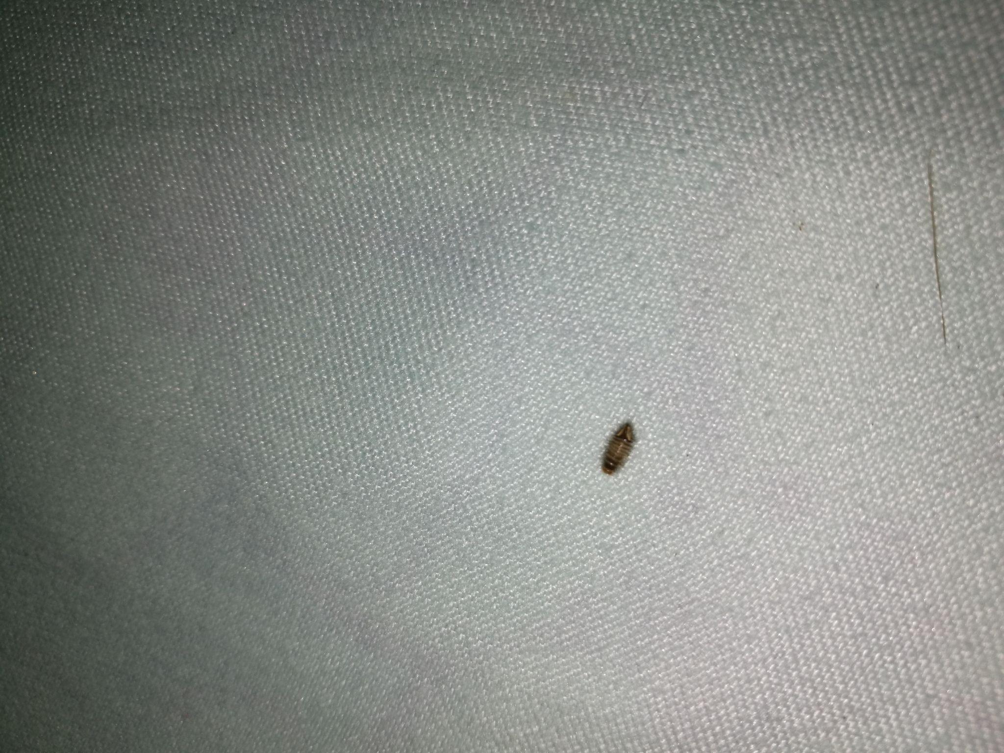 床上发现毛茸茸的小虫是什么虫? - 知乎