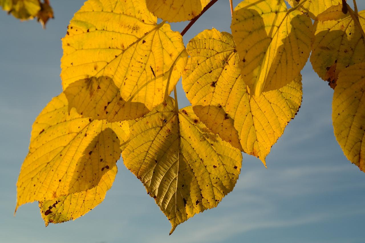 4. 肥水管理调整