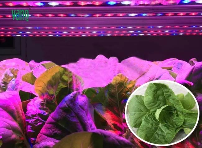 结合几个补光项目 来谈谈LED在设施农业和设施 园艺的无限潜力 - 知乎