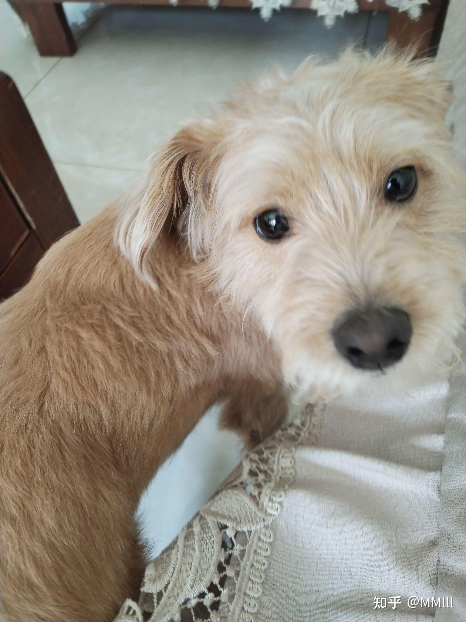 柴犬跟泰迪的串串是什么样子? - 知乎