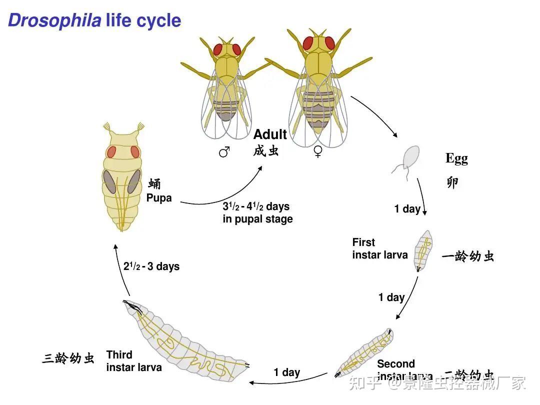 蝇子的发育过程图片