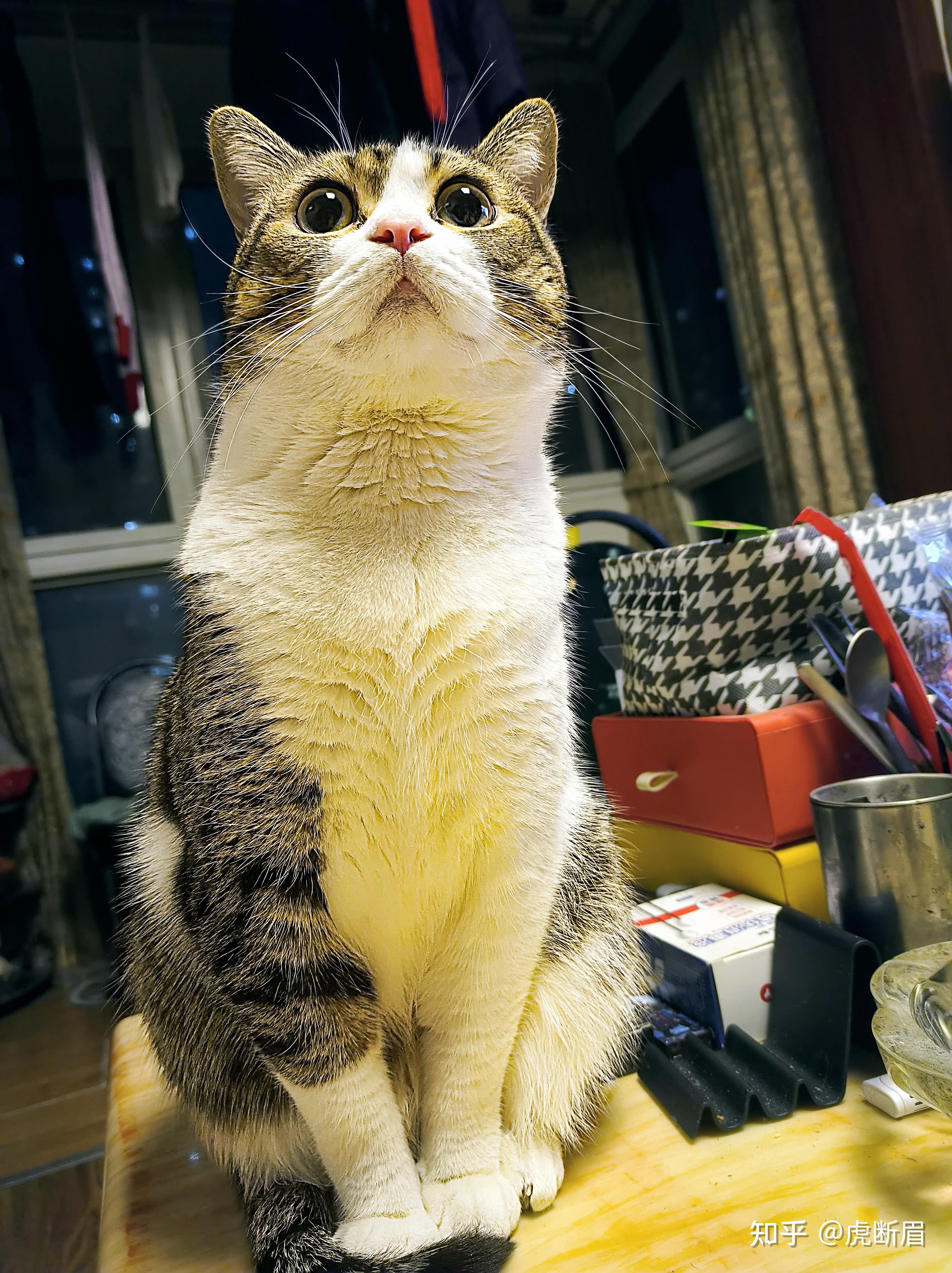家养猫不出门需要洗澡嘛? - 知乎