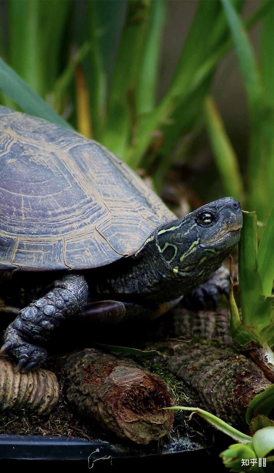 有哪些好看的乌龟照片