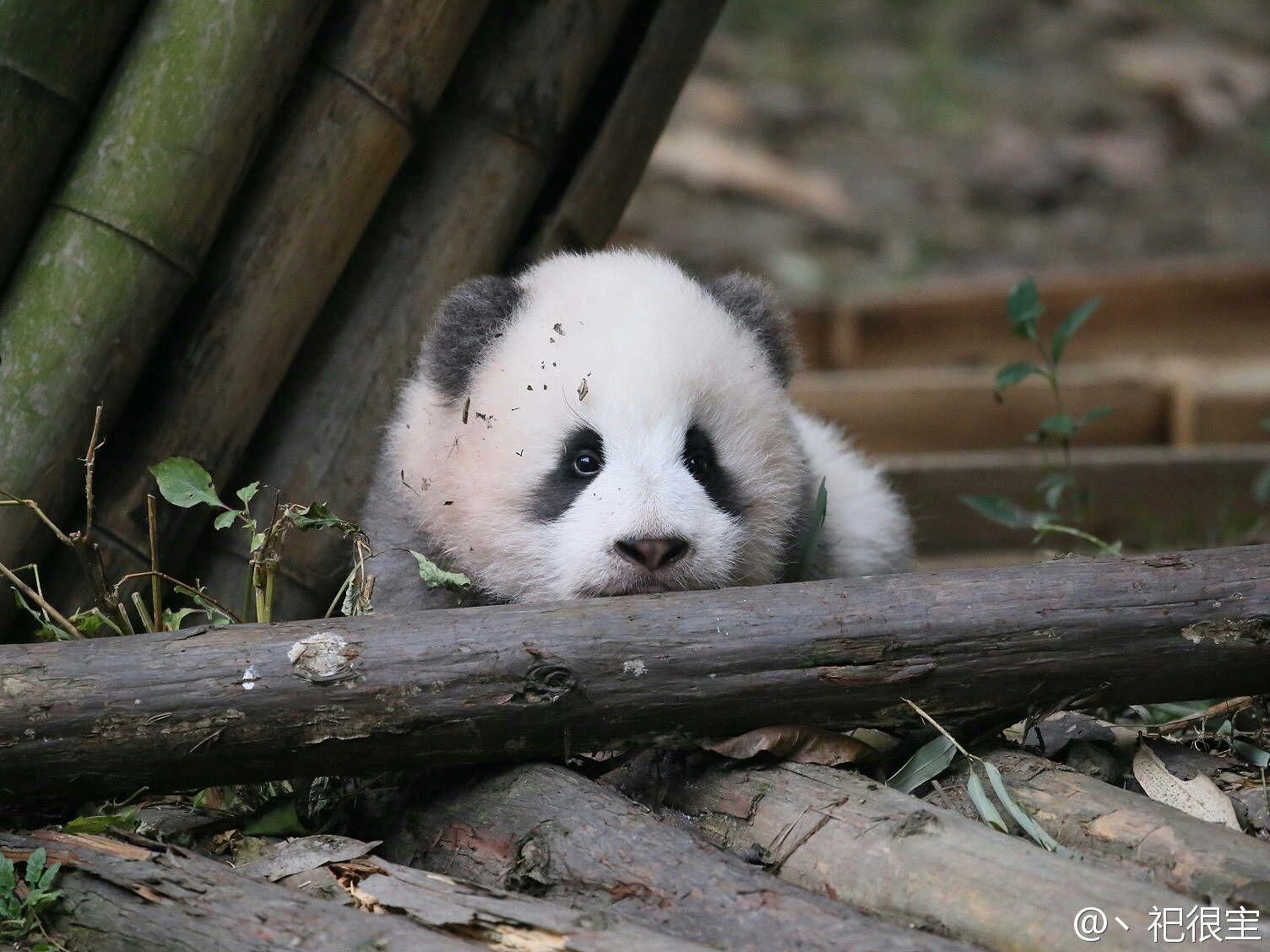 你有哪些收藏来反复看的大熊猫 (giant panda) 的图片?